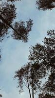 A view of the sky from the top of a tree photo