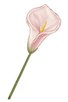Single Calla Lily Handdrawn Illustration png