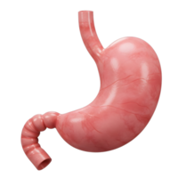 The stomach is shown in a 3d render png