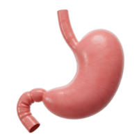 The stomach is shown in this image png