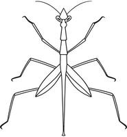 Stick insect elegant drawing for learning and nature coloring fun vector