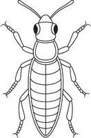 Rove beetle insect anatomy drawing for coloring and science books vector