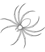 Black widow spider line drawing for classroom bug education vector