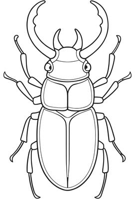 Stag beetle insect drawing for kids coloring and bug learning pages
