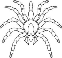 Tarantula spider line art for fun and educational coloring pages vector