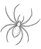 Black widow spider illustration for learning and coloring books vector