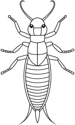 Earwig insect anatomy drawing for educational coloring page use