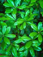 Glossy Green Leaves in Dense Overlapping Foliage photo