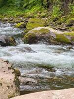 Moss-Covered Rocks in Flowing Stream Amid Lush Greenery photo