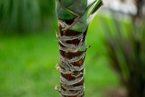 Textured Banana Tree Trunk with Natural Layers and Foliage Backdrop photo
