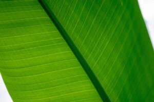 Macro View of Leaf Veins and Texture in Lush Green Tones photo