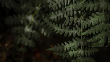 Moody close-up of dark green fern leaves with soft lighting and textured patterns, perfect for natural or abstract backgrounds. photo