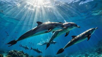 A pod of dolphins swimming underwater illuminated by sunbeams piercing through surface photo