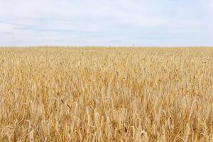 Vast golden wheat field stretching to the horizon under a soft, cloudy sky, perfect for themes of agriculture, harvest, and natural landscapes. photo