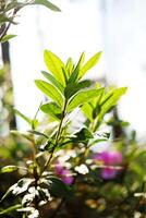 Close up bright and fresh green leaves of plant in the sunlight on summer. Ecology natural background photo
