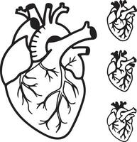 Detailed Anatomical Illustration of a Human Heart with Three Smaller Hearts, a Striking Black and White Drawing for Medical or Artistic Use vector