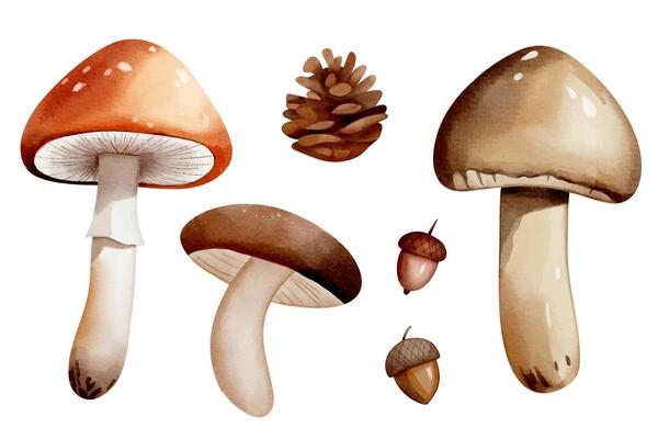 Set of watercolor mushrooms, acorns, cone. Hand drawn autumnal illustration perfect for autumn nature design.