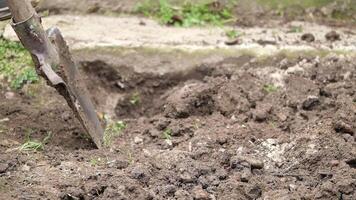 Digging soil in a garden for planting new flowers video