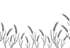 Hand drawn banner featuring detailed wheat ears in linear style. Vintage sketch perfect for organic farm or harvest-themed illustrations. Minimalist outline ideal for bakery branding, rural vector