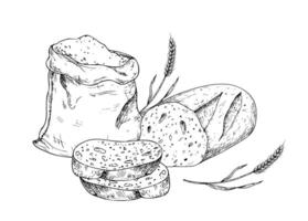 sliced bread and wheat in a rustic canvas bag. Vintage outline hand drawn illustration perfect for organic bakery branding. Detailed design ideal for farm-to-table or harvest-themed content vector