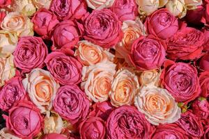 Pink and cream roses in a beautiful bouquet. Natural decorative background. photo