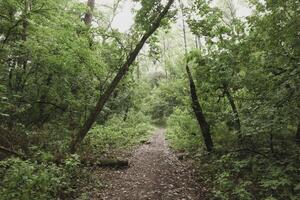 Path in the summer forest, Green woods atmosphere photo