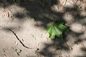 Norwegian maple leaf on the groun photo