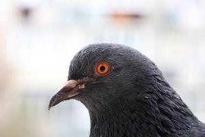 Pigeon bird in close up, summer atmosphere, beautiful animals photo