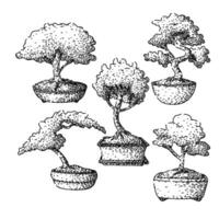 bonzai tree set sketch hand drawn black vector