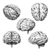 brain set sketch hand drawn element vector