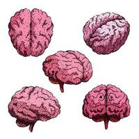 brain set sketch hand drawn item vector