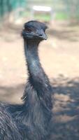 Emu explores its surroundings in a natural habitat video
