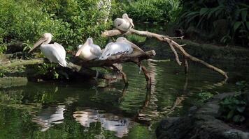 Pelicans relax by the water in a serene environment video