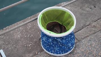 Catching fish in a net bag at the harbor video
