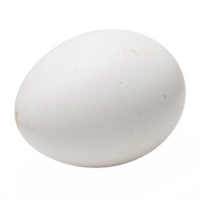 White Chicken Egg with Natural Texture Isolated on Transparent Background Clipping Path png