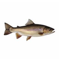 Rainbow Trout Fish Isolated on Transparent Background Clipping Path Freshwater Gamefish png