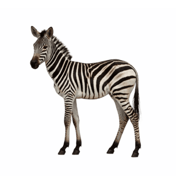 zèbre permanent côté vue avec noir et blanc rayé modèle isolé transparent Contexte coupure chemin png