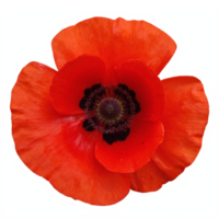 Bright Red Poppy Flower Bloom Top View with Transparent Background Clipping Path png
