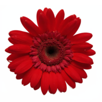 Red Gerbera Daisy Flower Close Up with No Background Transparent Clipping Path Bright Floral Bloom png