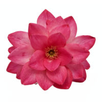 Pink Flower Bloom with Multiple Petals Close Up Isolated on Transparent Background Clipping Path png