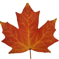 Autumn Orange Maple Leaf Isolated on Transparent Background with Clipping Path for Seasonal Design png