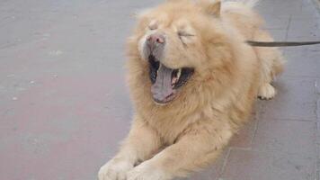 Chow chow relaxing on a sidewalk during the afternoon video