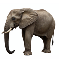African Elephant Standing Side View Realistic with Transparent Background Clipping Path png