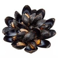 Fresh Cooked Mussels with Open Black Shells and Orange Meat Isolated on Transparent Background Clipping Path png