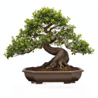 Bonsai Tree with Twisted Trunk and Lush Green Leaves in Pot Transparent Background Clipping Path png