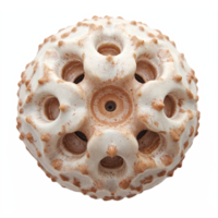 Deep Sea White Sea Urchin Shell Close Up Isolated on Transparent Background with Clipping Path png