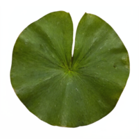 Green Lotus Leaf Single Isolated with Transparent Background Clipping Path Detailed Nature Element png