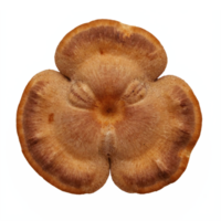 Detailed Brown Bracket Shelf Fungus with Transparent Background Clipping Path png
