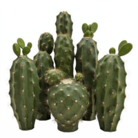 Green Cactus Cluster with Multiple Tall and Round Shapes on Transparent Background Clipping Path png