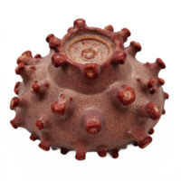 Detailed Close Up of Brown Spiky Sea Urchin Shell with Transparent Background Clipping Path png